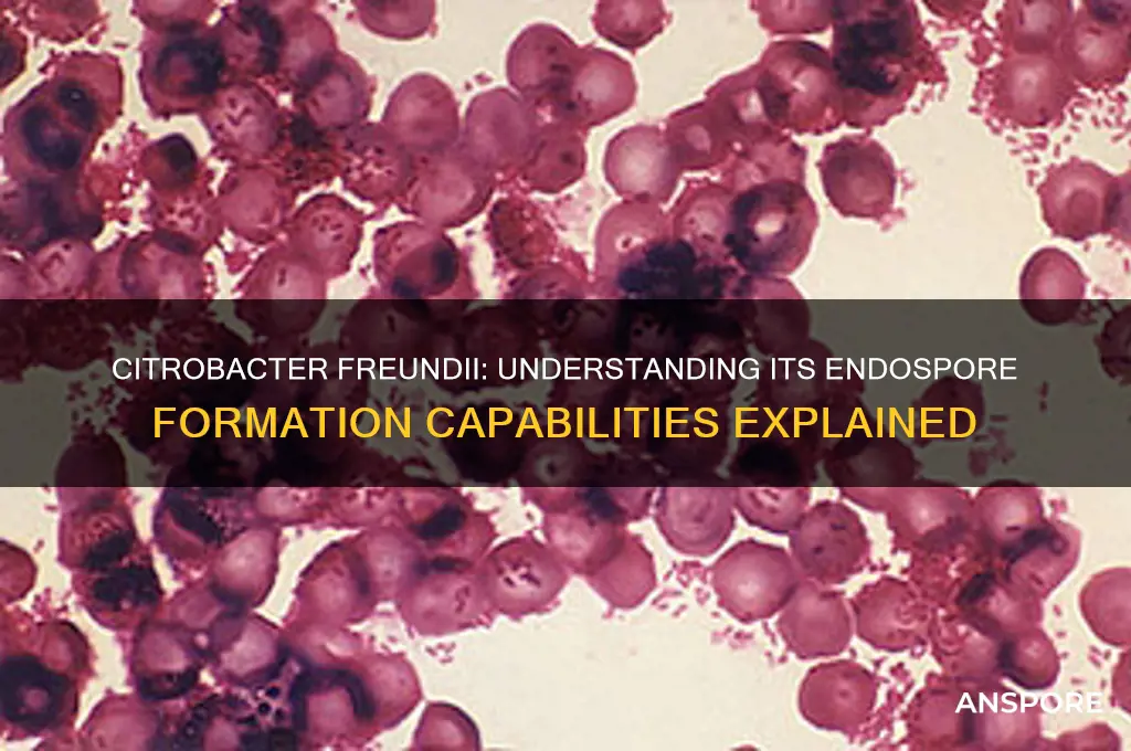 do citrobacter freundii form endo spores