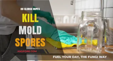 Do Clorox Wipes Effectively Kill Mold Spores? The Truth Revealed