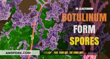 Understanding Clostridium Botulinum: Sporulation Process and Formation Explained