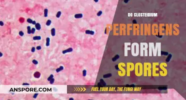 Understanding Clostridium Perfringens: Do They Form Spores and Why It Matters