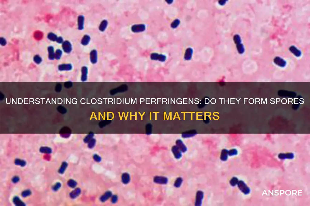 do closteidium perfringens form spores