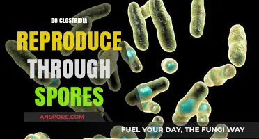 Clostridia's Survival Strategy: Understanding Spore-Based Reproduction Mechanisms