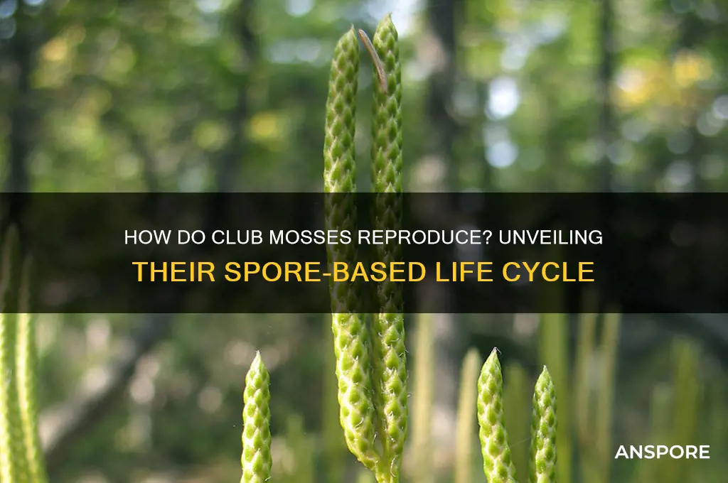 do club mosses reproduce by spores