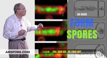 Do Cocci Form Spores? Unraveling the Truth About These Bacteria