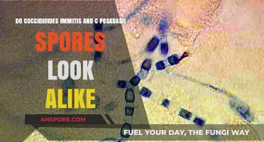 Coccidioides immitis vs. C. posadasii: Do Their Spores Look Alike?