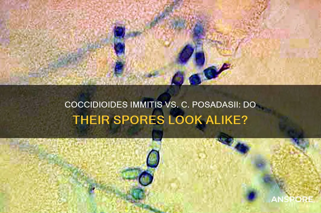 do coccidioides immitis and c posadasii spores look alike