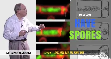 Do Coccus Bacteria Form Spores? Unraveling Their Survival Mechanisms