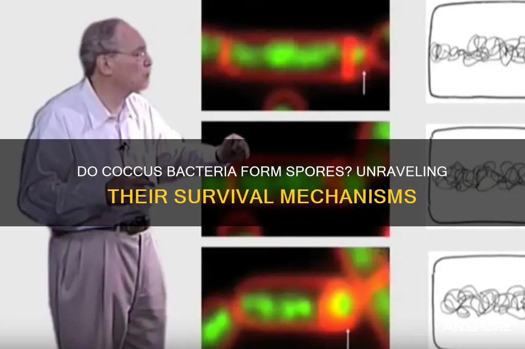 do coccus have spores