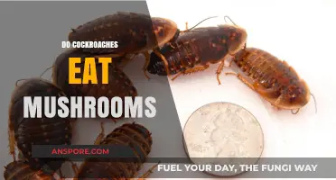 Do Cockroaches Eat Mushrooms? Exploring Their Dietary Habits