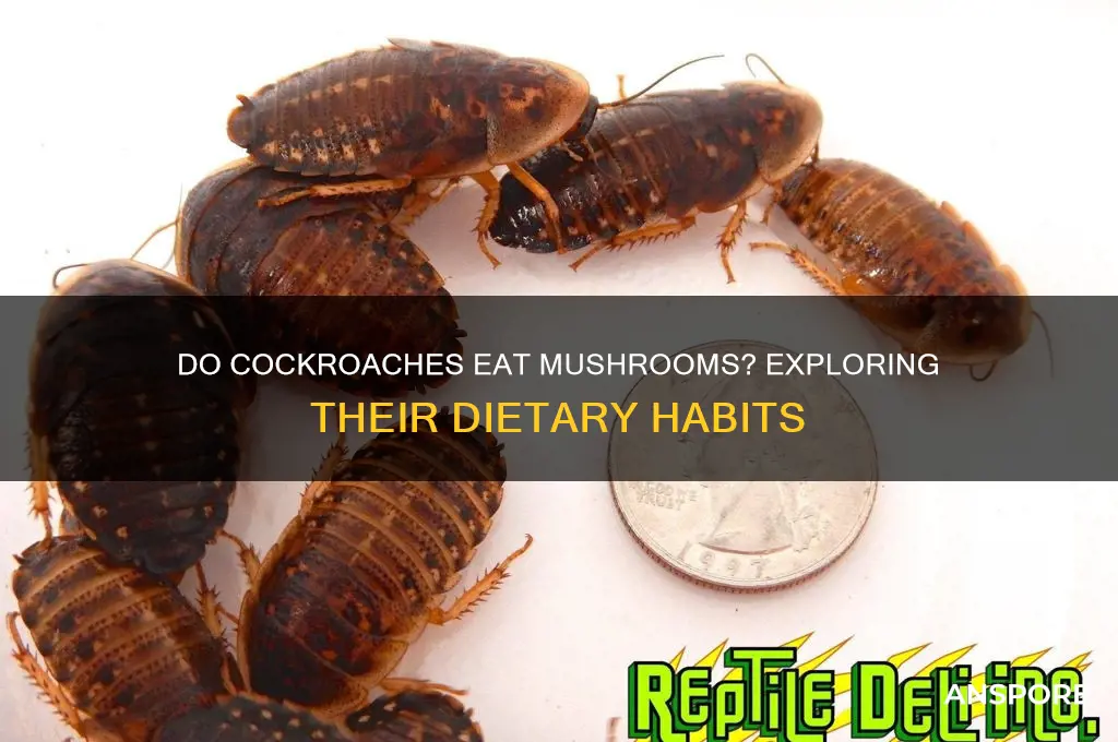 do cockroaches eat mushrooms
