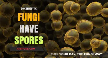 Do Coenocytic Fungi Produce Spores? Exploring Their Unique Reproduction Methods