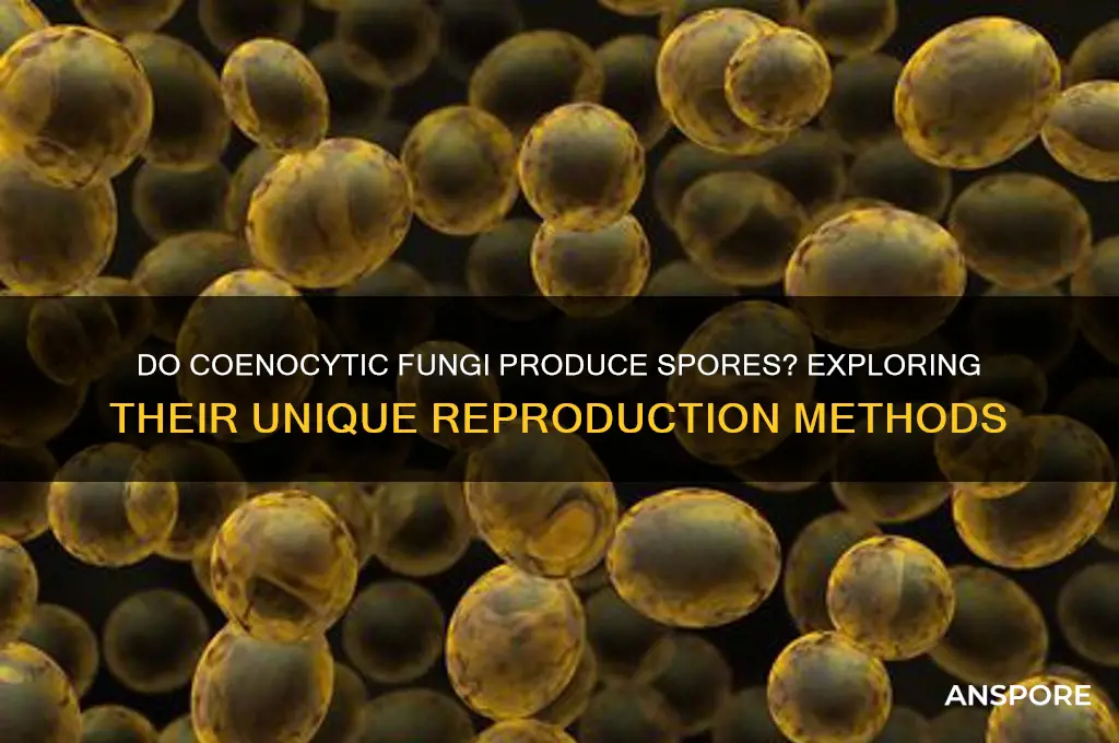 do coenocytic fungi have spores