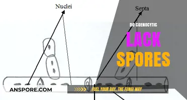 Do Coenocytic Fungi Lack Spores? Exploring Their Unique Reproductive Methods