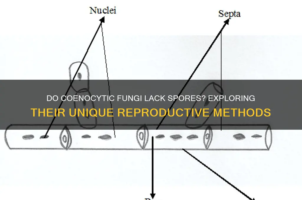 do coenocytic lack spores