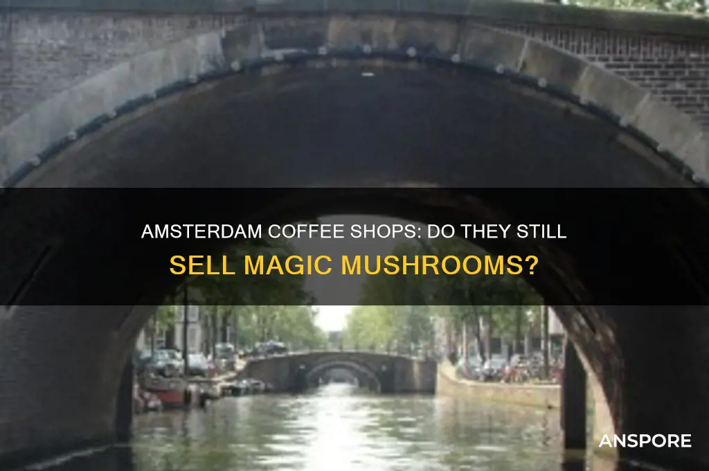 do coffeeshops in amsterdam sell mushrooms