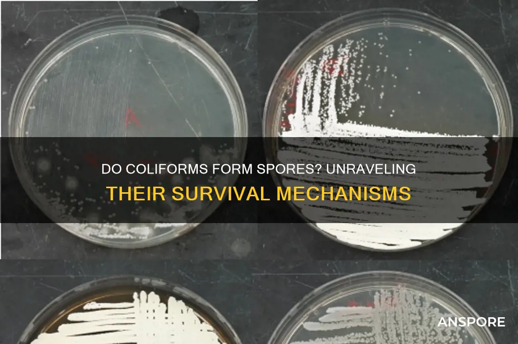do coliforms have spores