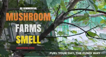 Mushroom Farms: A Smelly Business?
