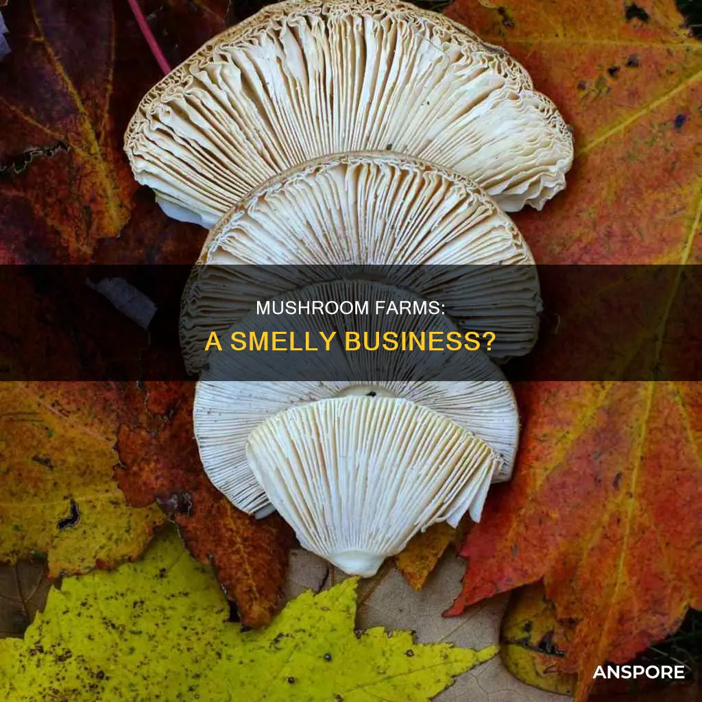 do commercial mushroom farms smell
