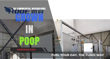 Are Commercial Mushrooms Grown in Poop? The Surprising Truth