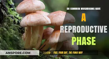 Exploring the Reproductive Cycle of Everyday Mushrooms: A Detailed Insight