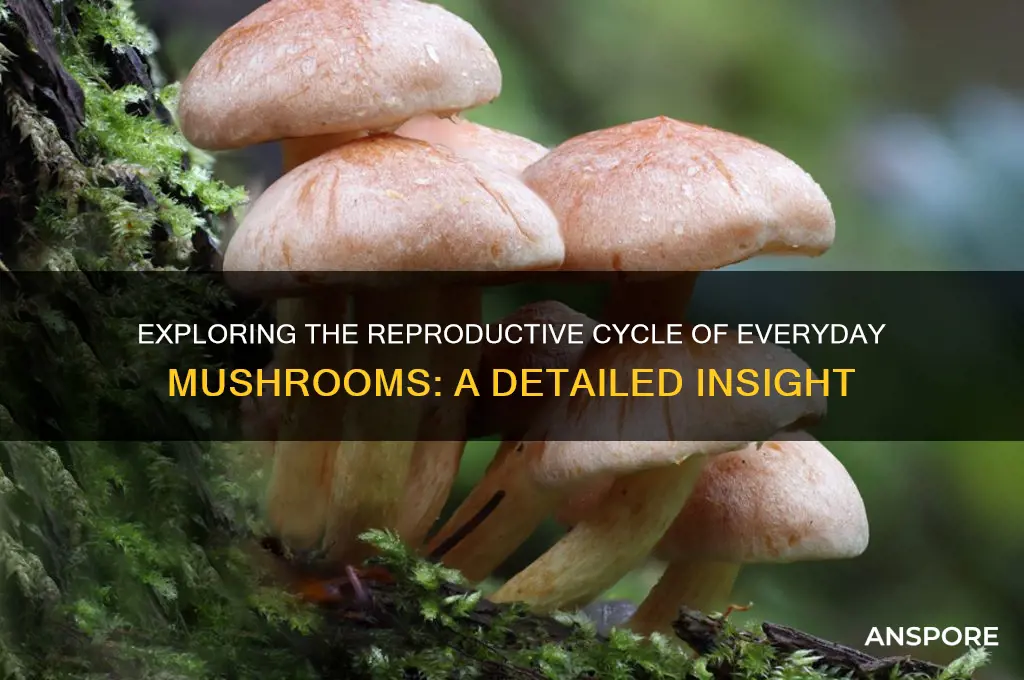 do common mushrooms have a reproductive phase
