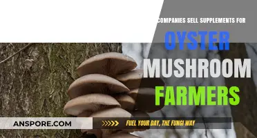 Boosting Oyster Mushroom Yields: Supplements for Farmers Explained