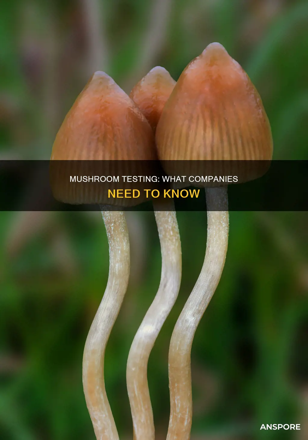 do companies test for mushrooms