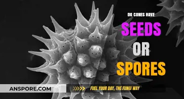 Cones vs. Spores: Unraveling the Mystery of Seed Production in Plants