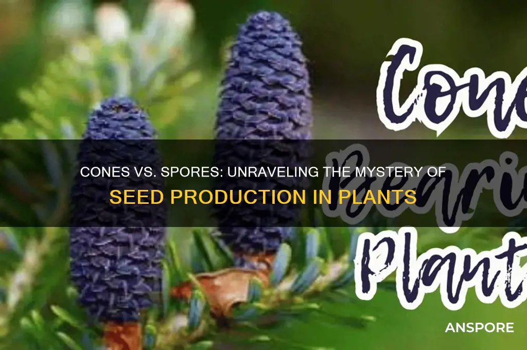 do cones have seeds or spores