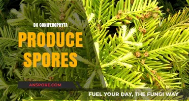 Do Coniferophyta Produce Spores? Unveiling the Truth About Their Reproduction