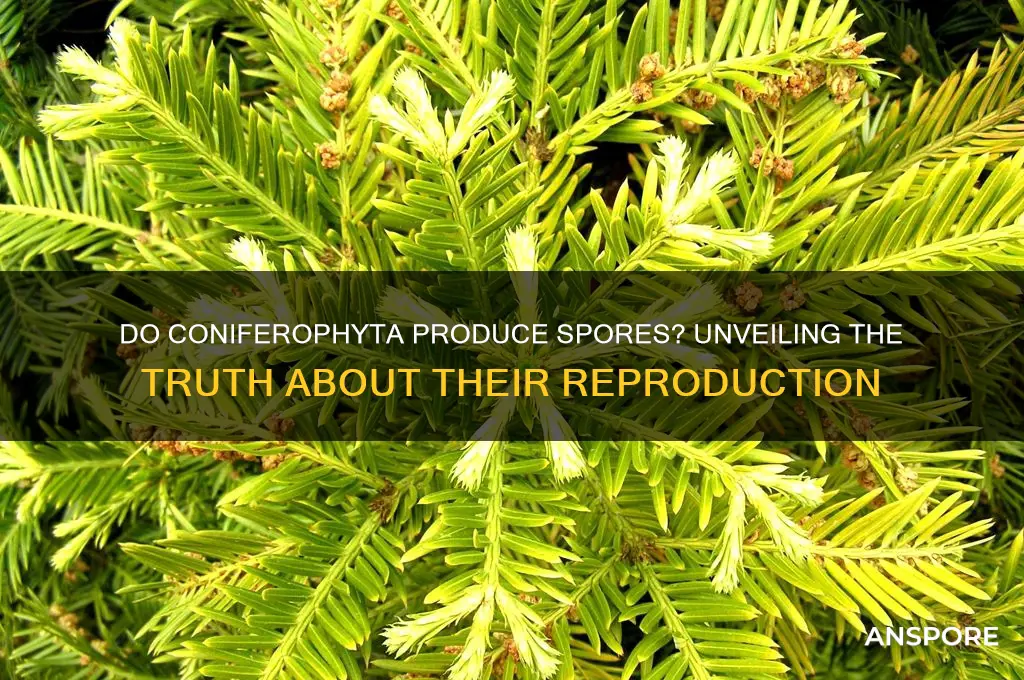 do coniferophyta produce spores