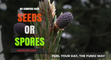 Conifers: Seeds vs. Spores - Unraveling Their Unique Reproduction Methods