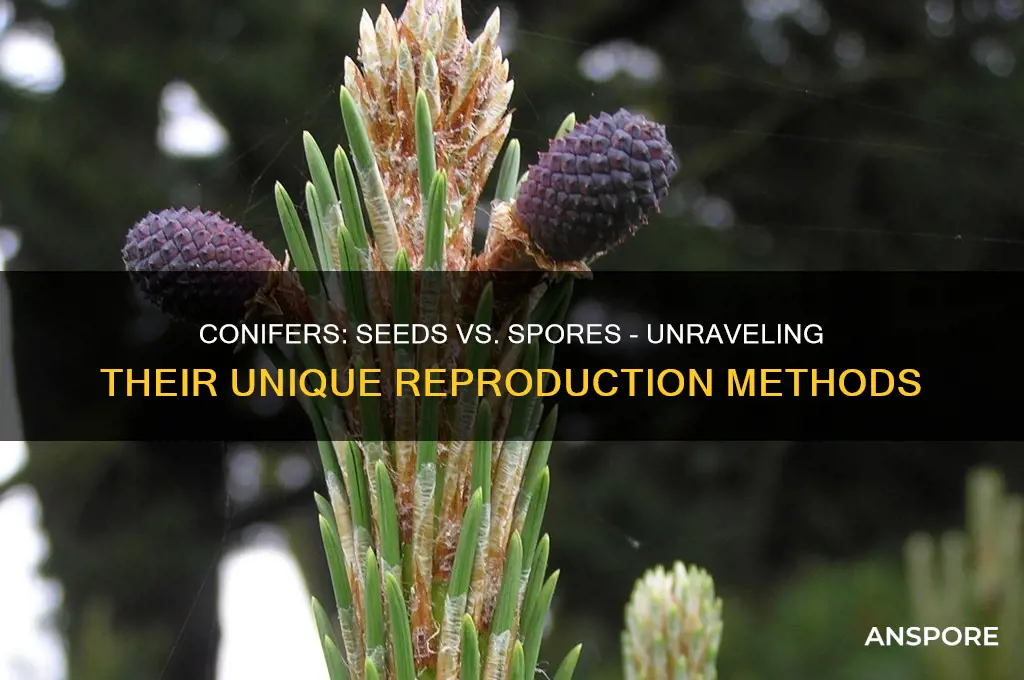 do conifers have seeds or spores