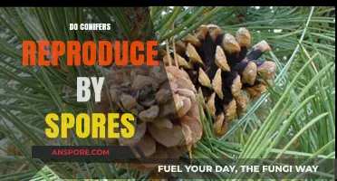 Conifer Reproduction: Do They Use Spores or Seeds to Multiply?
