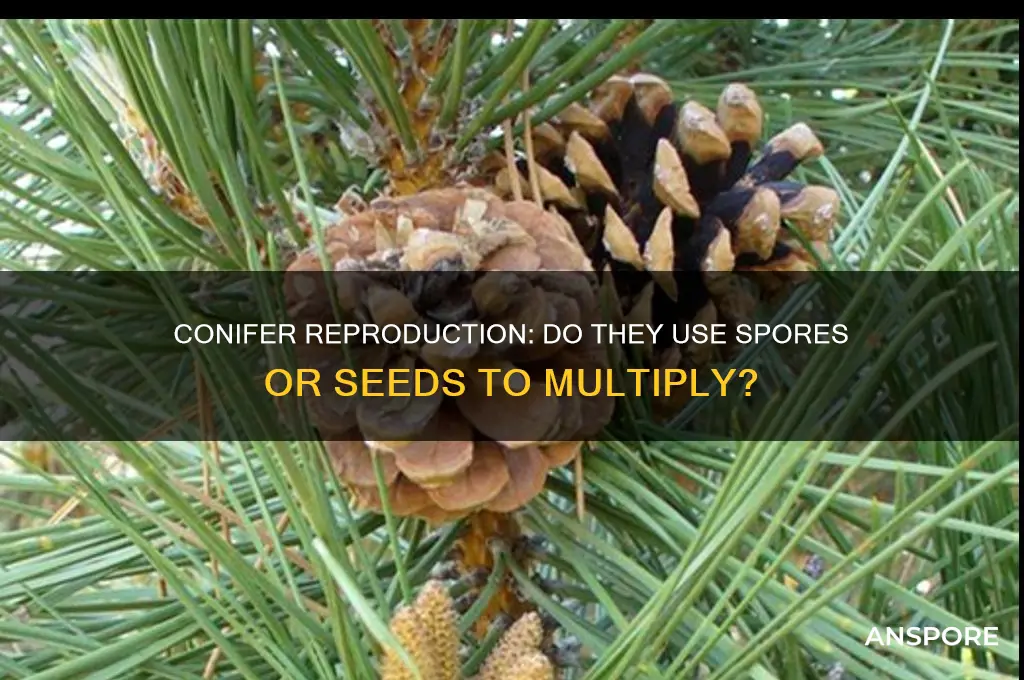 do conifers reproduce by spores