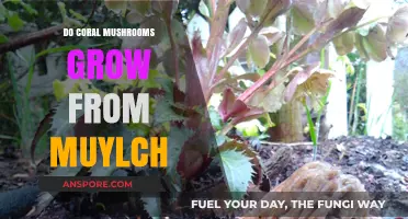 Do Coral Mushrooms Thrive in Mulch? Unveiling the Growth Mystery