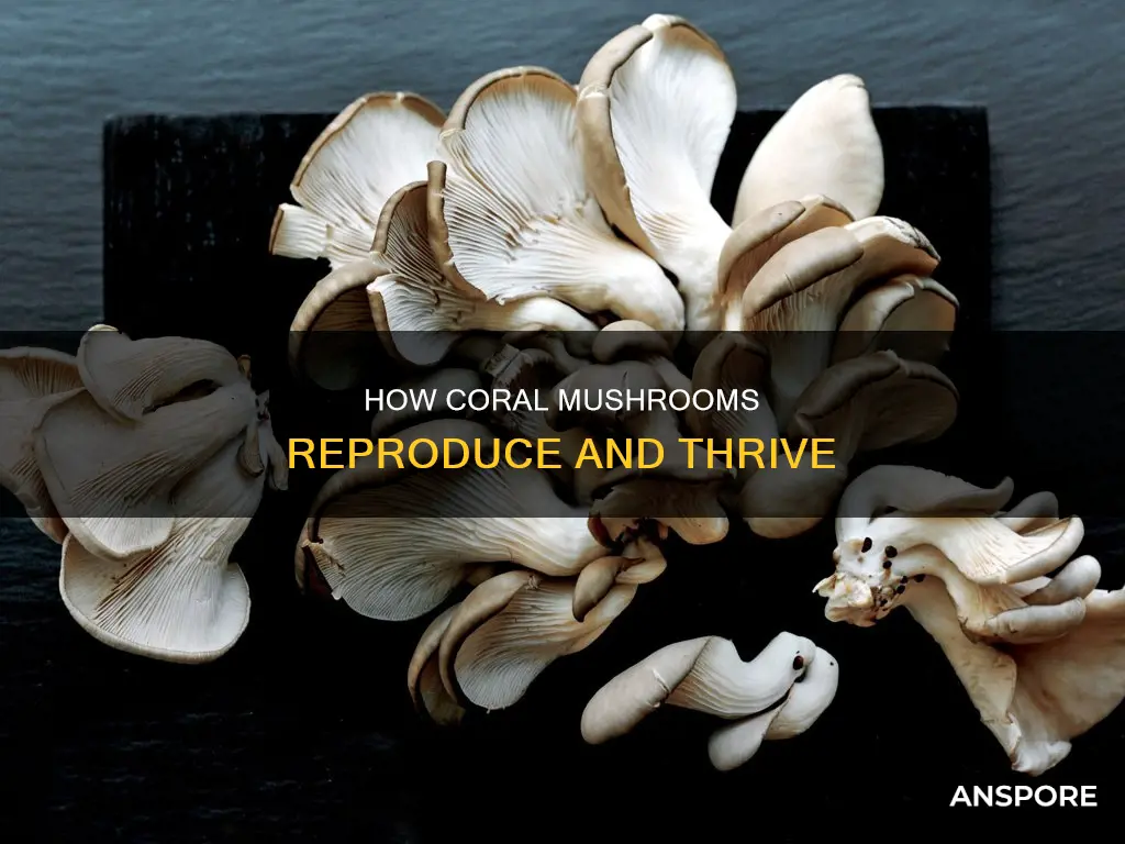 do coral mushrooms reproduce