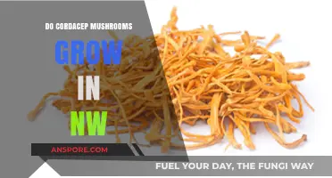 Cordyceps Mushrooms in the NW: Habitat, Growth, and Facts