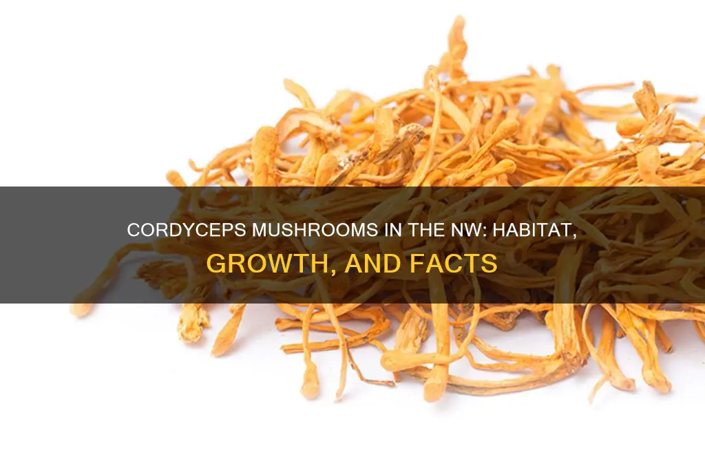do cordacep mushrooms grow in nw