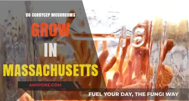 Cordyceps in Massachusetts: Can These Unique Mushrooms Thrive Locally?