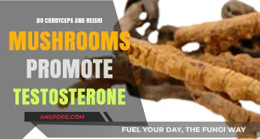 Cordyceps and Reishi Mushrooms: Testosterone-Boosting Benefits Explored