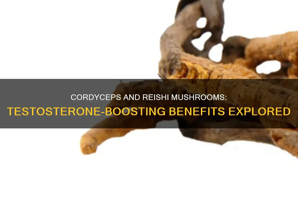 do cordyceps and reishi mushrooms promote testosterone