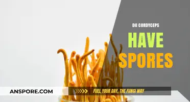 Cordyceps Spores: Unveiling the Truth About Their Reproductive Structures