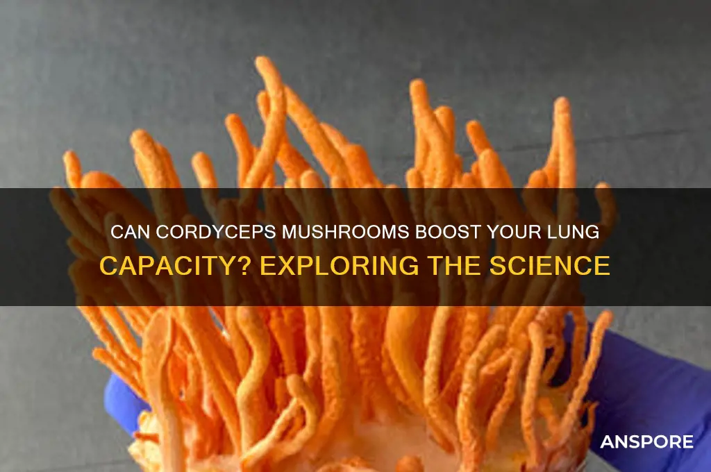 do cordyceps mushrooms increase lung capacity