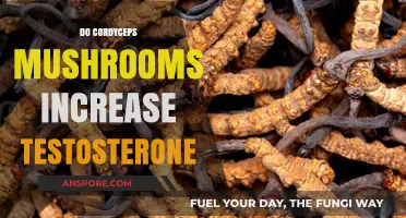 Cordyceps Mushrooms: Natural Testosterone Boosters?