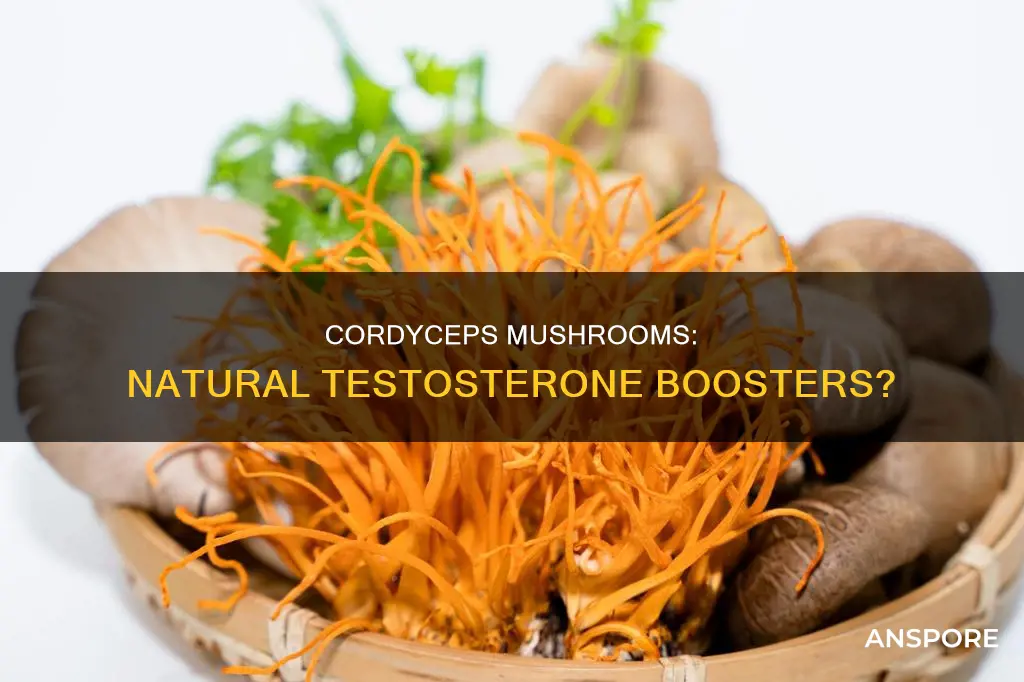do cordyceps mushrooms increase testosterone