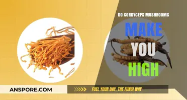 Cordyceps Mushrooms: Do They Induce a High or Enhance Energy?