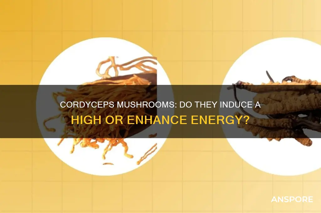 do cordyceps mushrooms make you high