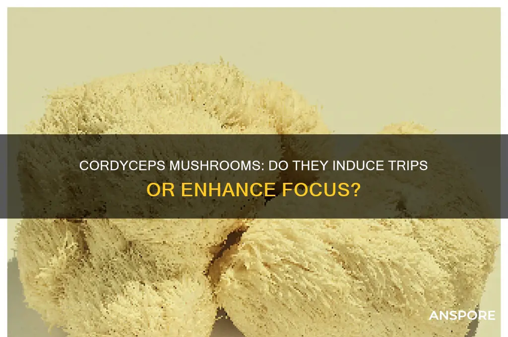 do cordyceps mushrooms make you trip