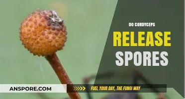Do Cordyceps Release Spores? Unveiling the Fungal Reproduction Mystery